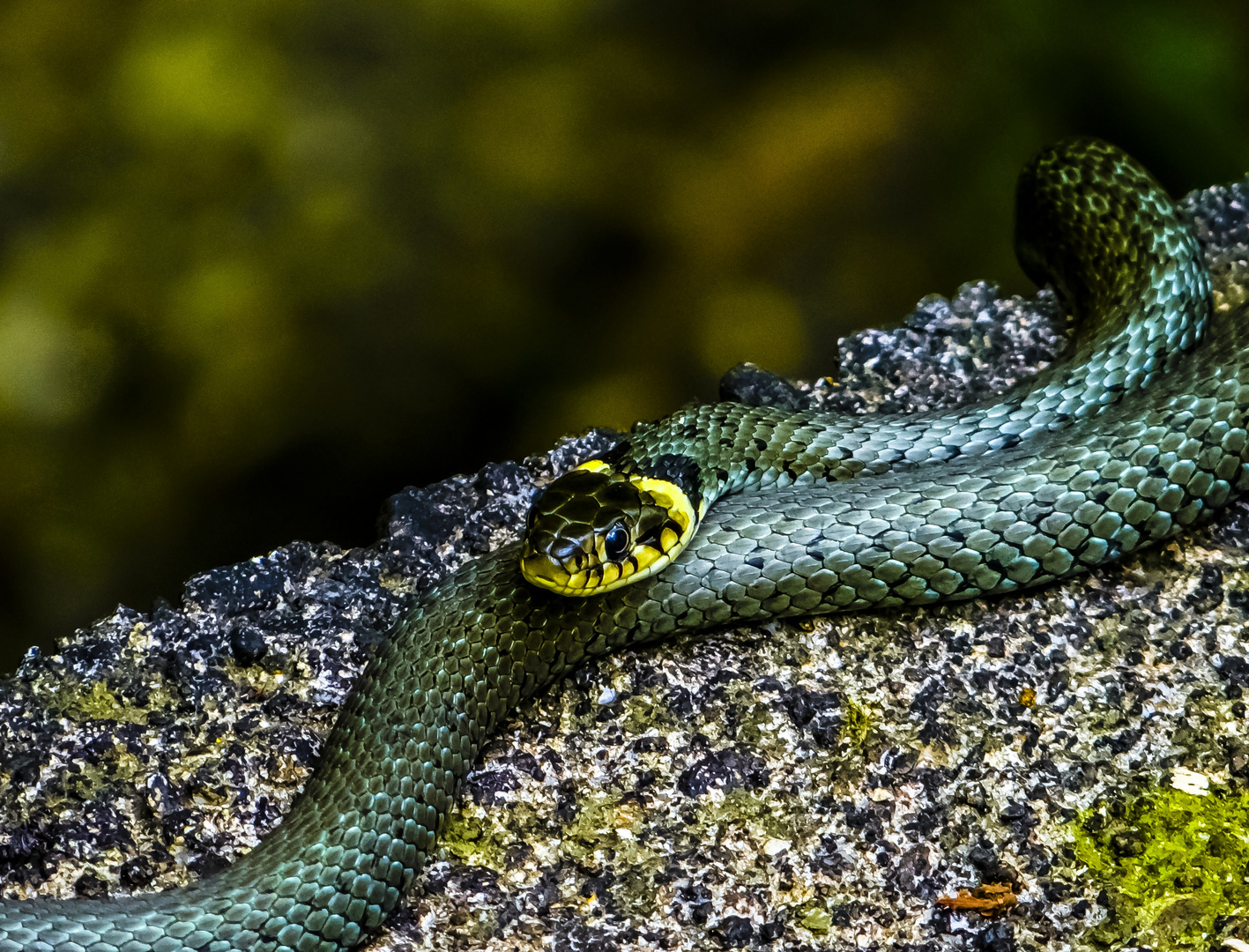 Ringelnatter (Natrix natrix) beim sonnen in Puchheim Ort