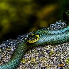 Ringelnatter (Natrix natrix) beim sonnen in Puchheim Ort