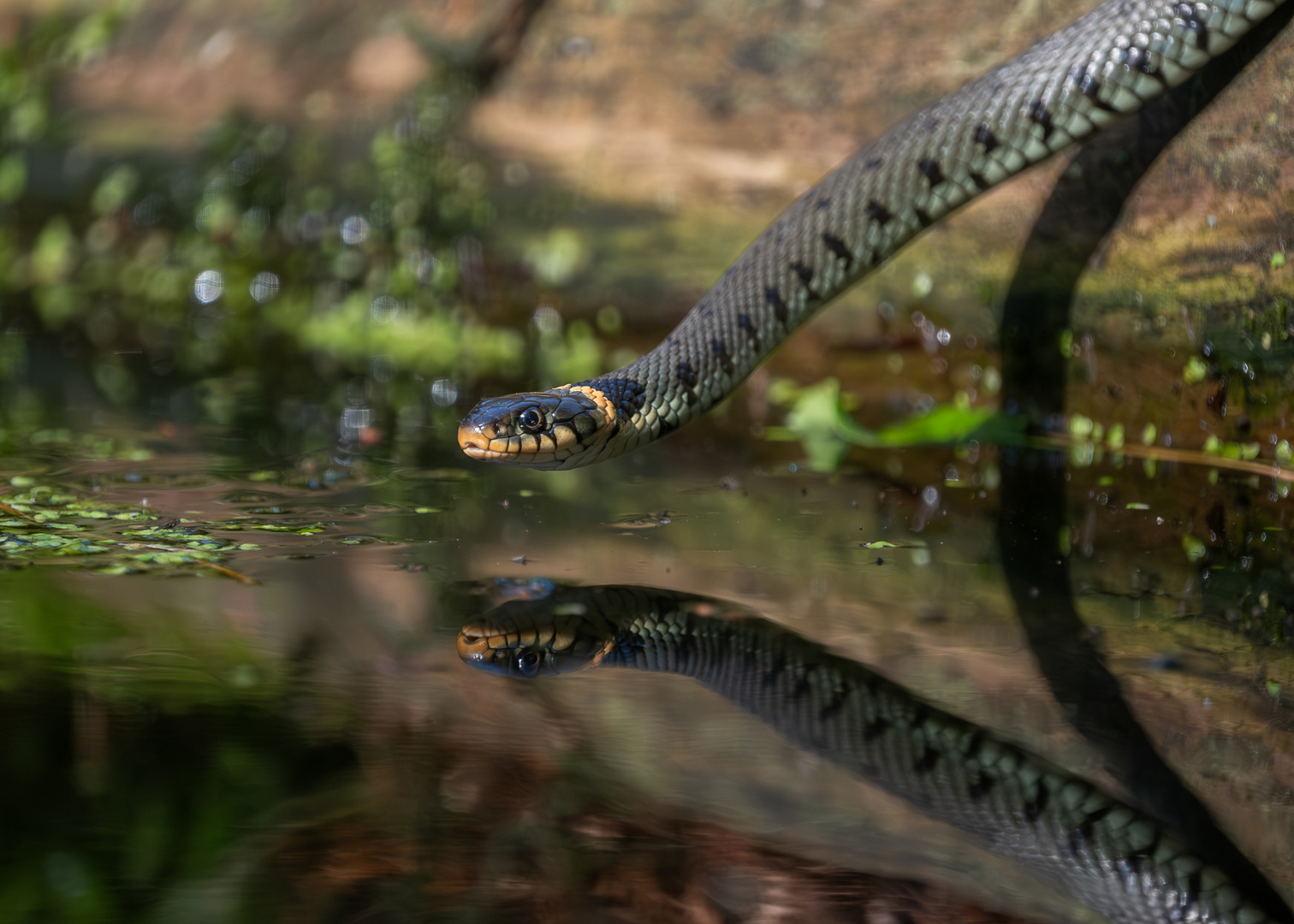 Ringelnatter (Natrix natrix)