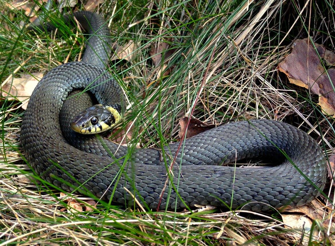 Ringelnatter ( Natrix Natrix ) Foto & Bild | wald, natur, landschaft