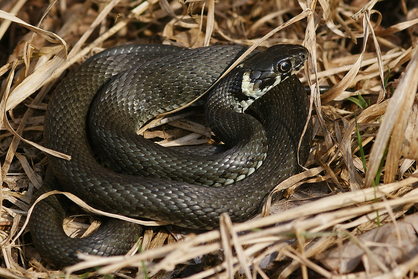 Ringelnatter (Natrix natrix)