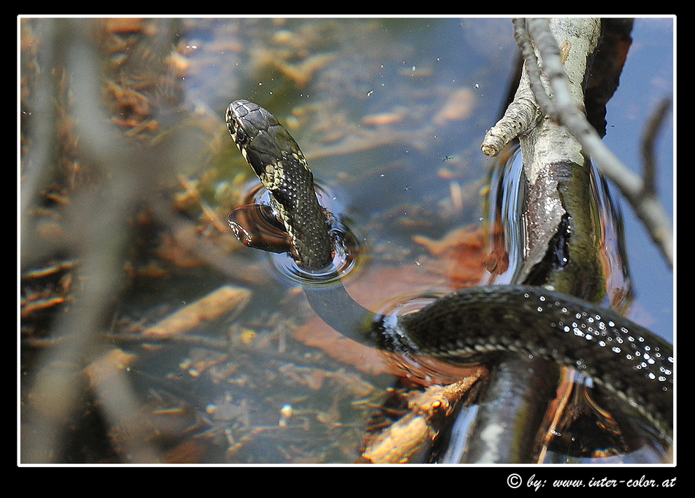 Ringelnatter, Natrix Natrix, im Wasser