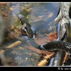 Ringelnatter, Natrix Natrix, im Wasser