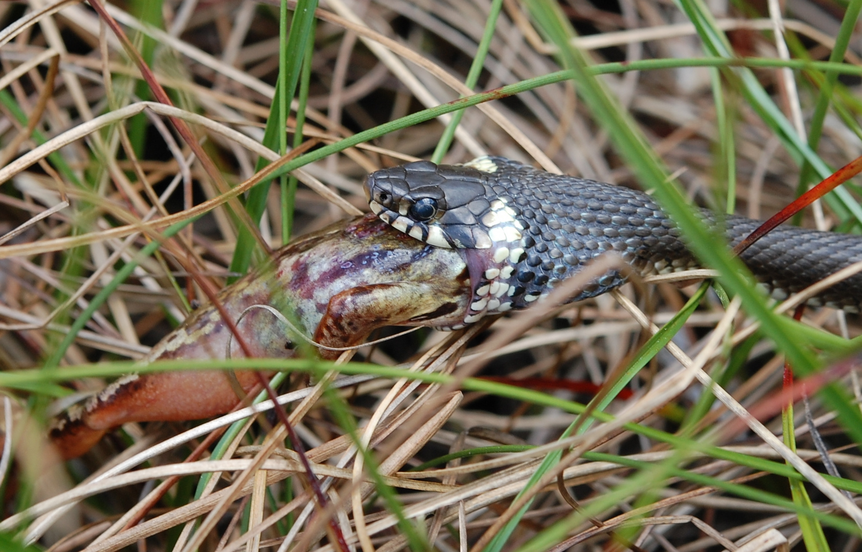 Ringelnatter (Natrix natrix) - in einem Moor/Niedersachsen mit Futtertier 4.6.11