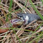 Ringelnatter (Natrix natrix) - in einem Moor/Niedersachsen mit Futtertier 4.6.11