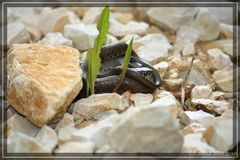 Ringelnatter    ( Natrix natrix ) Nord-Jura