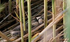 Ringelnatter ( Natrix n.helvetica) im Basler-Jura