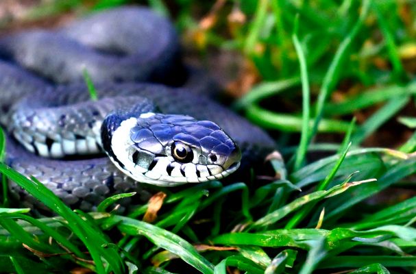 Ringelnatter Portrait