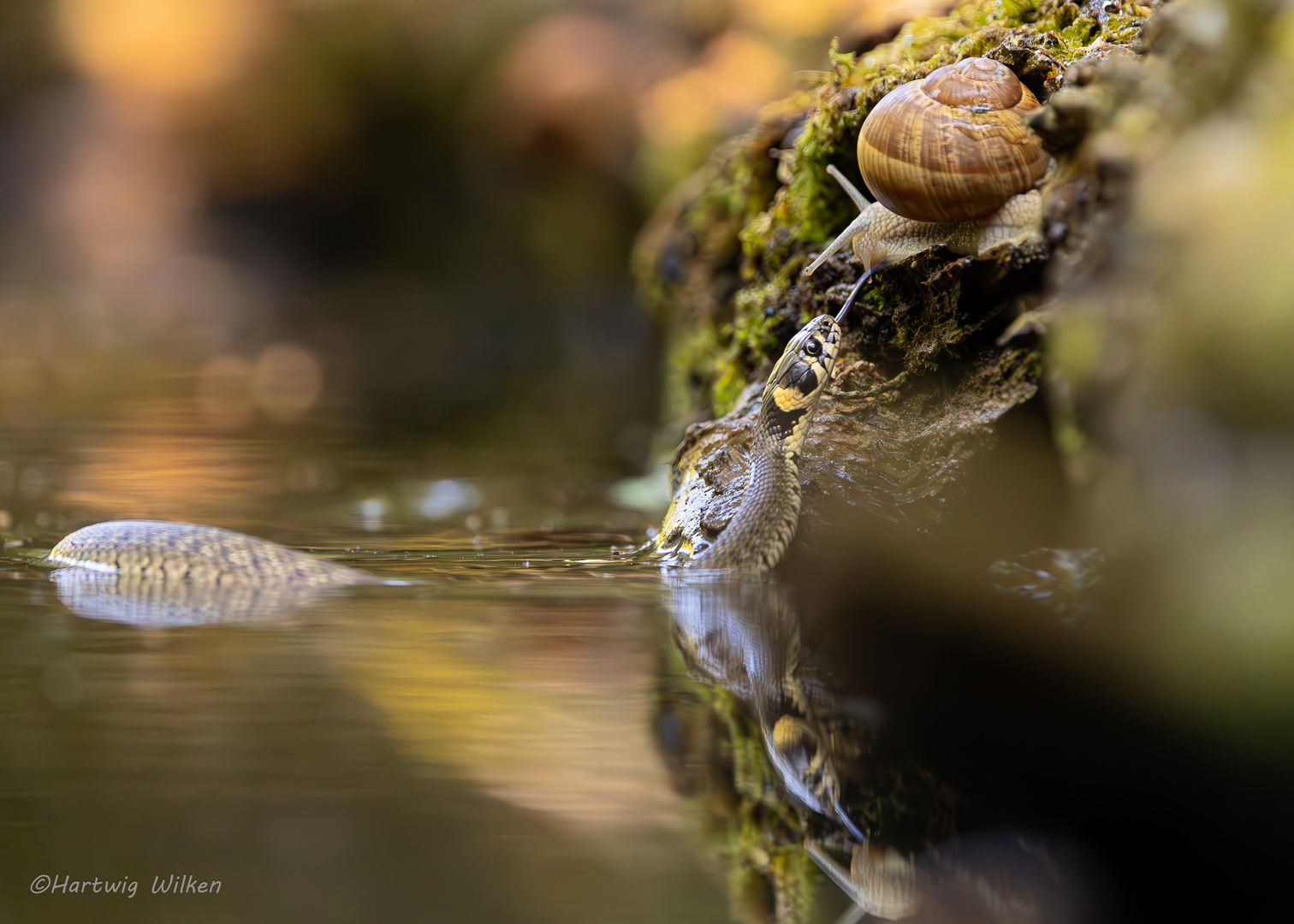 Ringelnatter und Schnecke