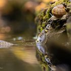 Ringelnatter und Schnecke