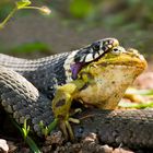 Ringelnatter verschluckt Grünfrosch