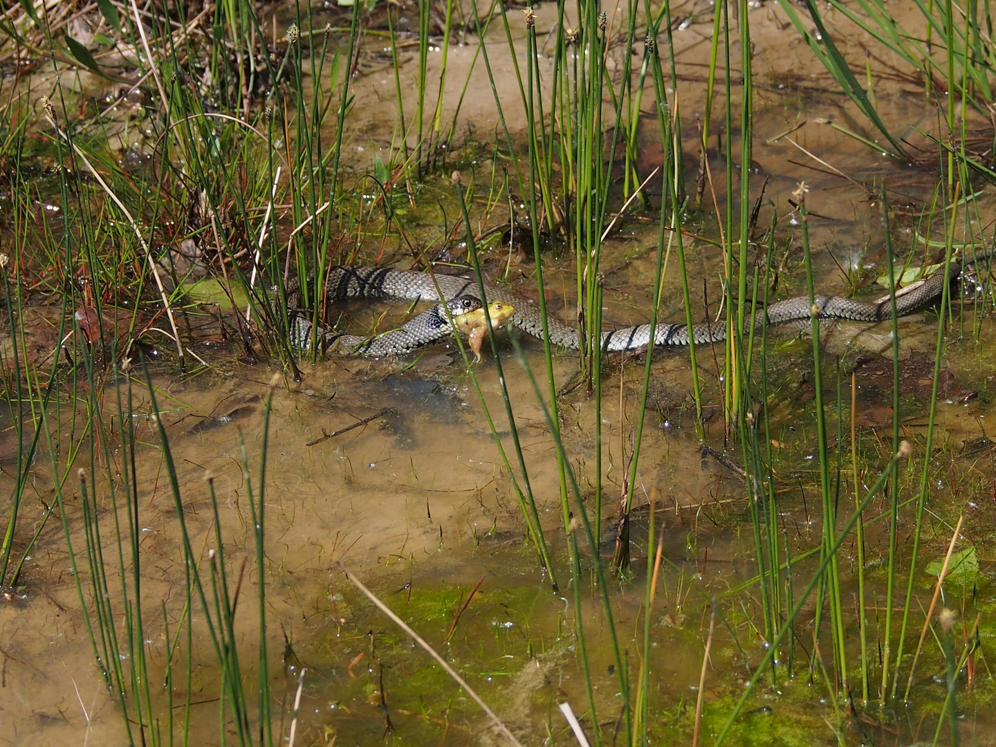 Ringelnatter verspeist Frosch