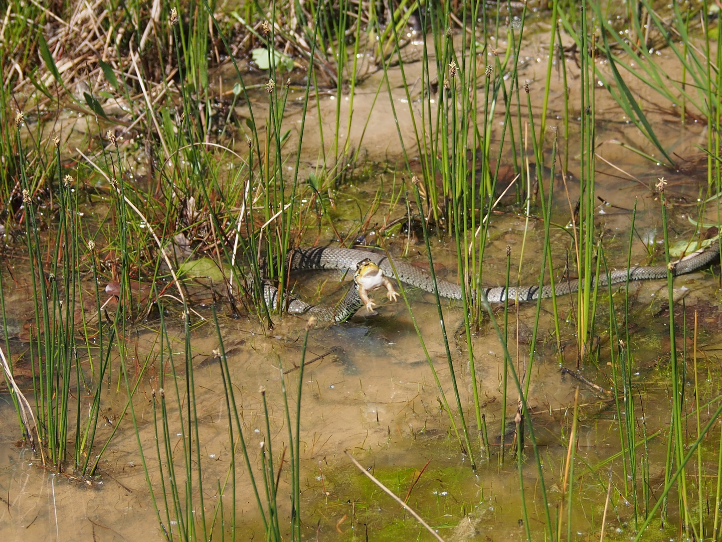 Ringelnatter verspeist Frosch