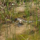 Ringelnatter verspeist Frosch