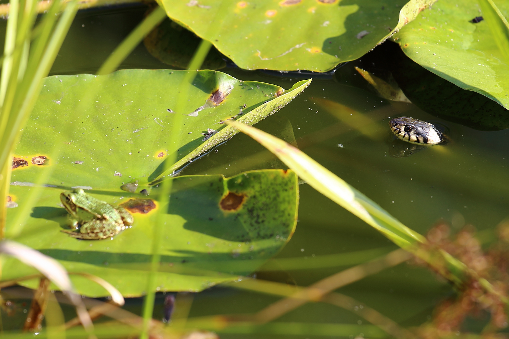 Ringelnatter v.s. Frosch