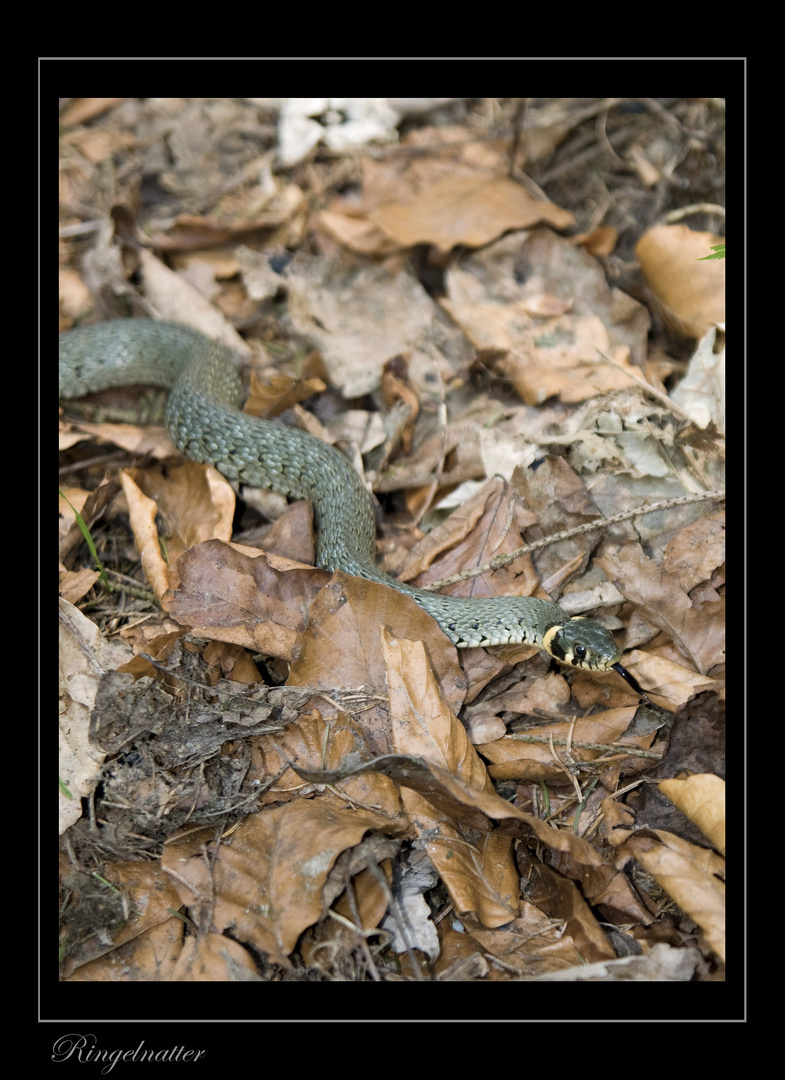 Ringelnatter2 im Wald