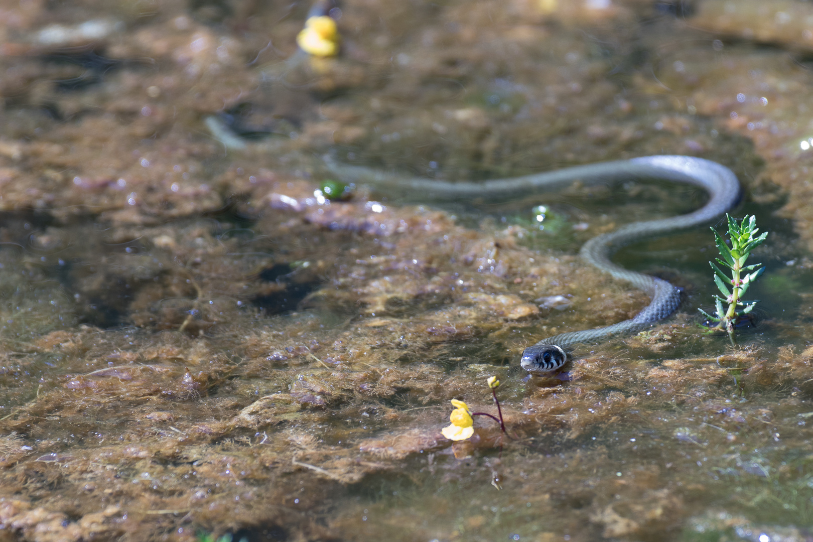 Ringelnatterjungtier (Natrix natrix)