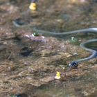 Ringelnatterjungtier (Natrix natrix)