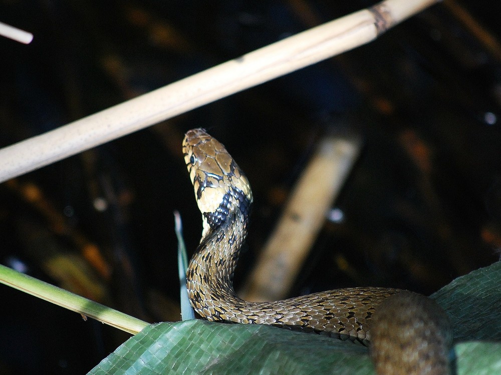 Ringelnatterkopf