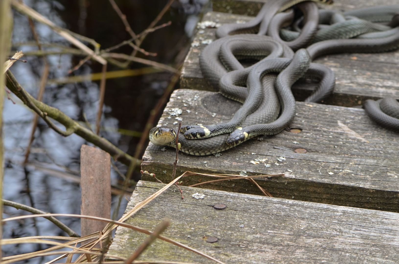 Ringelnattern beim Sonnenbad