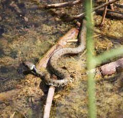 Ringelnattern im Nord-Jura 2