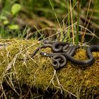 Ringelnattern - schließlich waren es mehrere Dutzend.