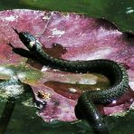 Ringelnatternachwuchs auf Seerosenblatt - Natrix natrix