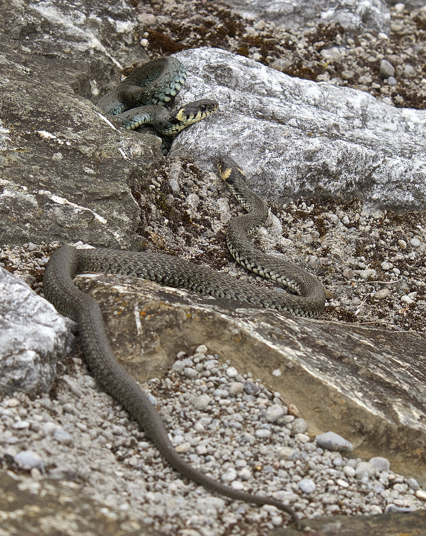 Ringelnatterpaar am Lech