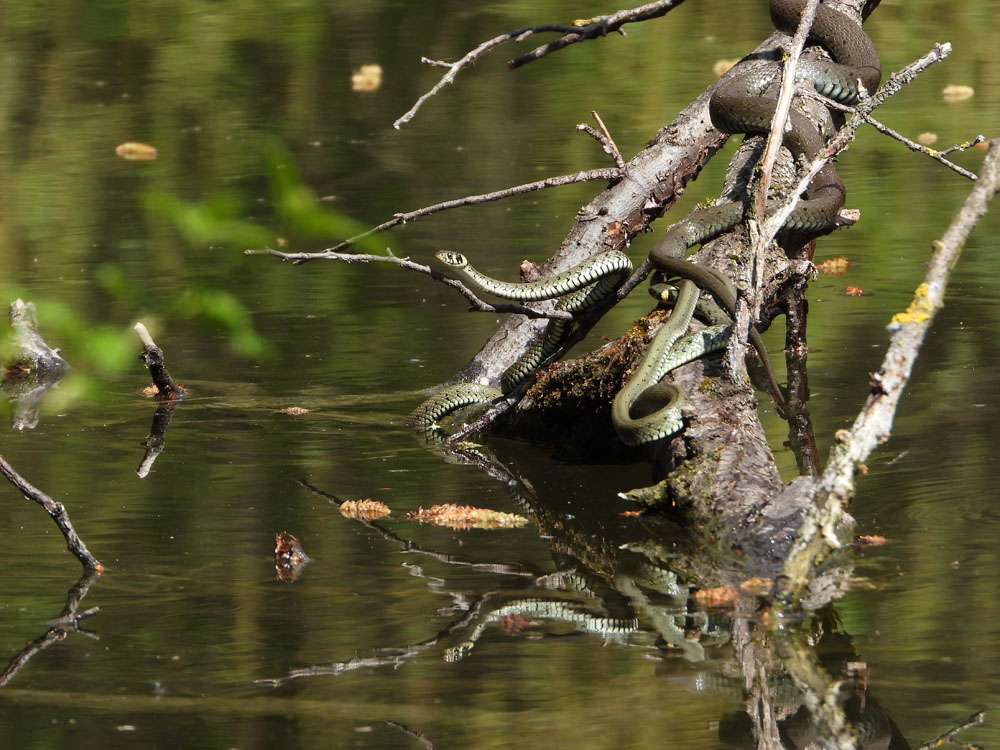 Ringelnatterpaarung