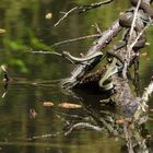 Ringelnatterpaarung