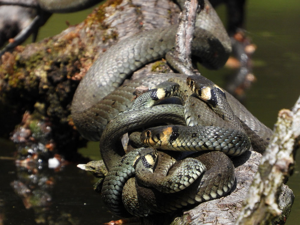 Ringelnatterpaarung