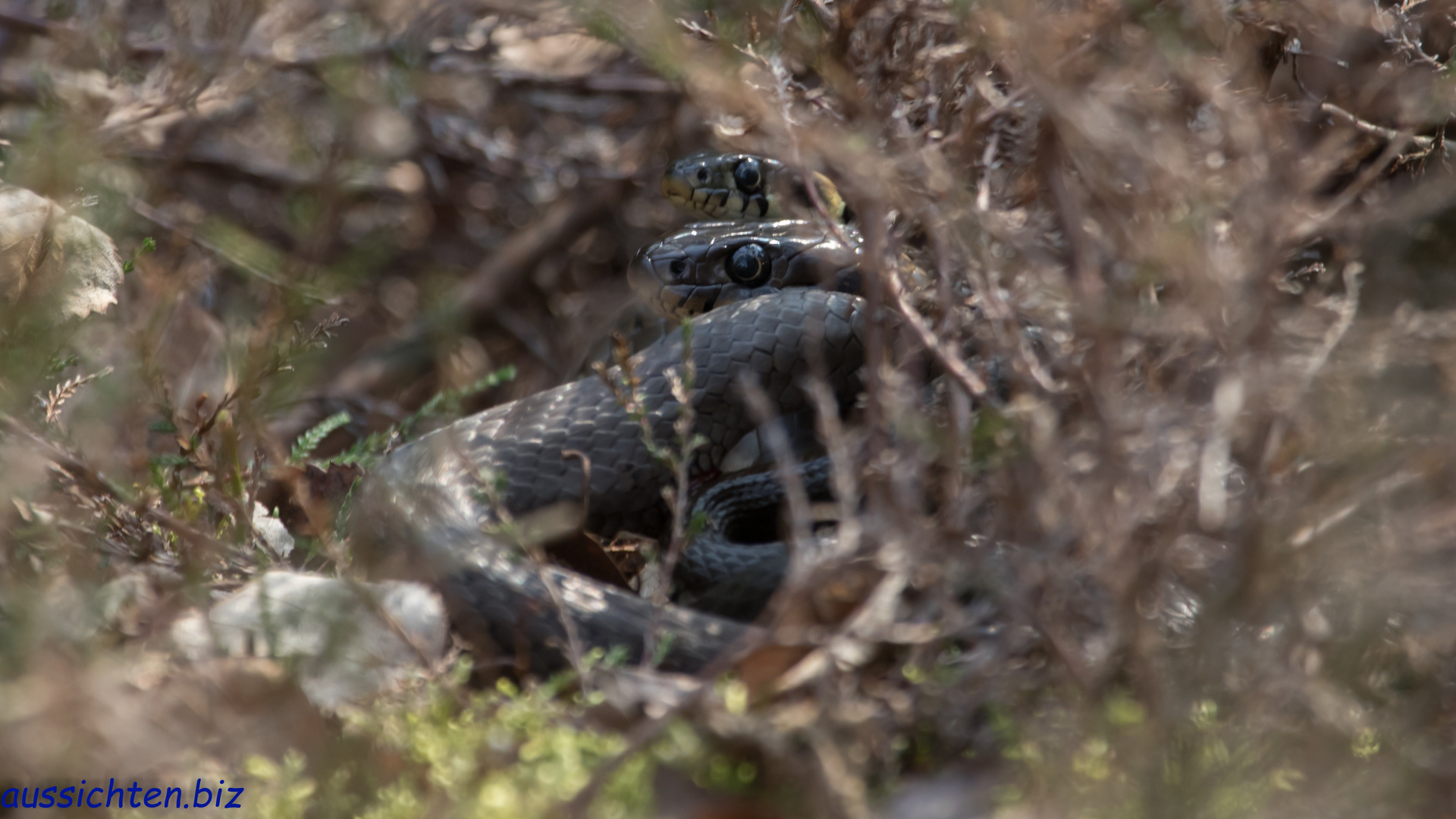 RingelnatterPärchen bei der Paarung