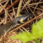 Ringelnatterportrait