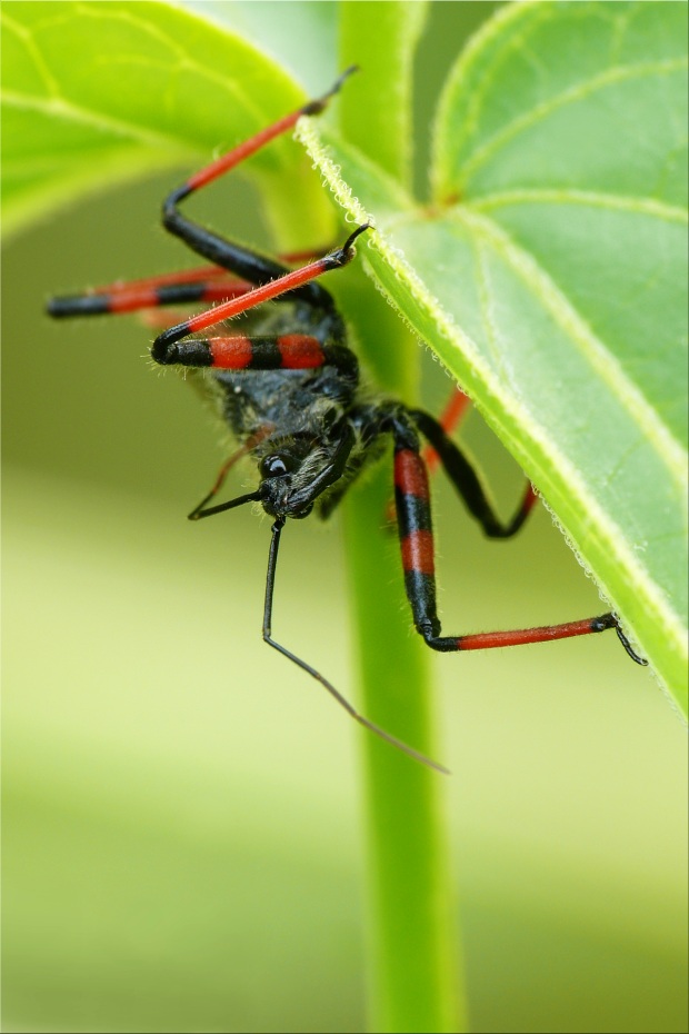 Ringelpietz, Foto & Bild tiere, wildlife, insekten Bilder auf