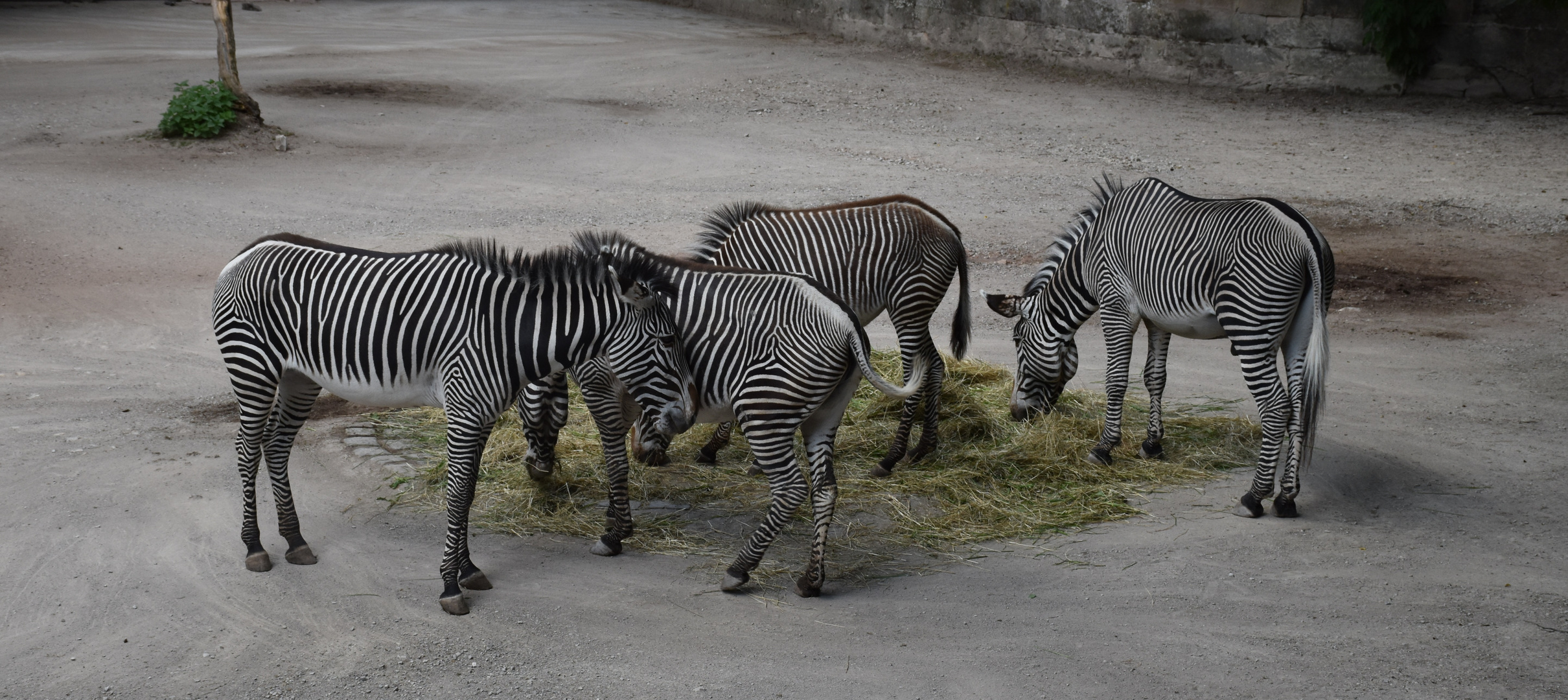 Ringelpietz im Zebragehege