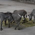 Ringelpietz im Zebragehege