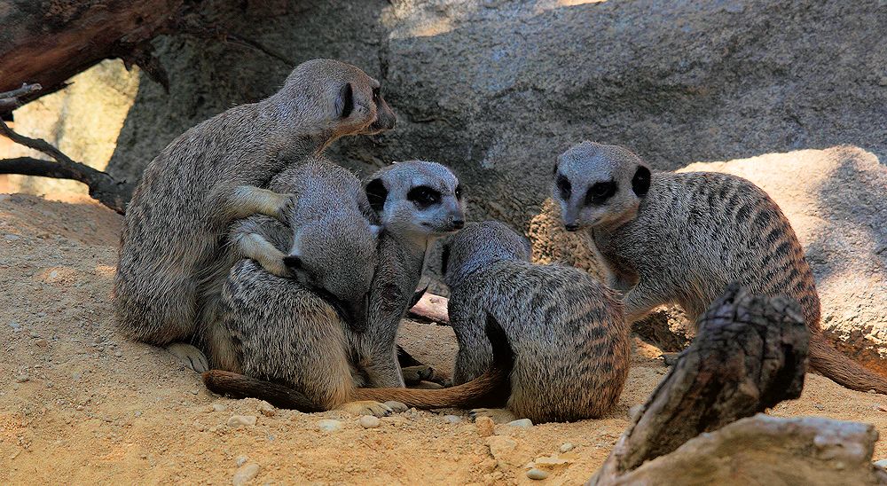 ringelpietz mit anfassen... Foto & Bild tiere, zoo, wildpark & falknerei, säugetiere Bilder