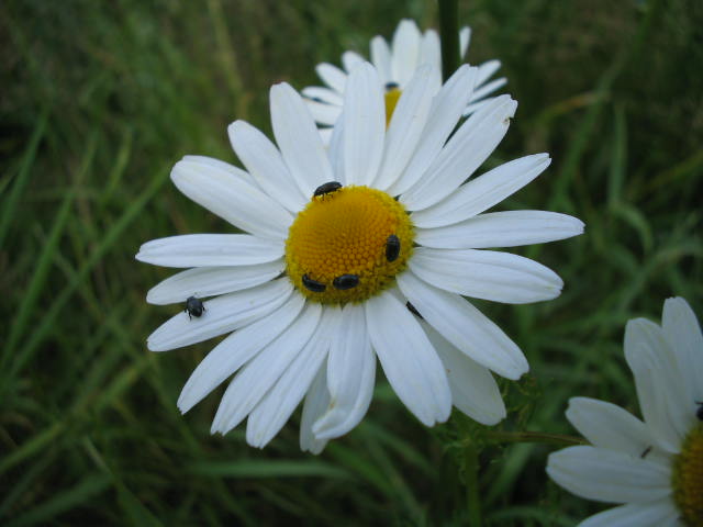 Ringelpiez mit anfassen