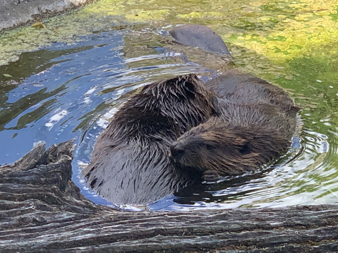 Ringelreihen mit Anfassen