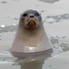 Ringelrobbe (ringed seal)