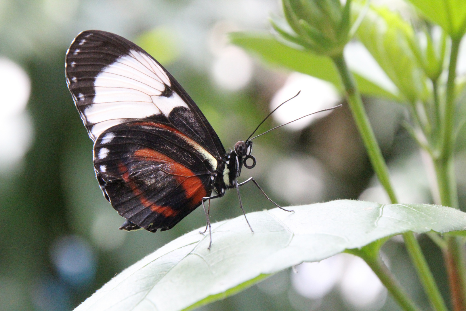 Ringelrüssel-Schmetterling...