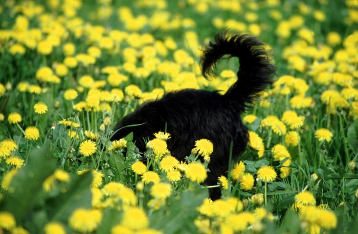 Ringelschwänziger Löwenzahntrüffelterrier