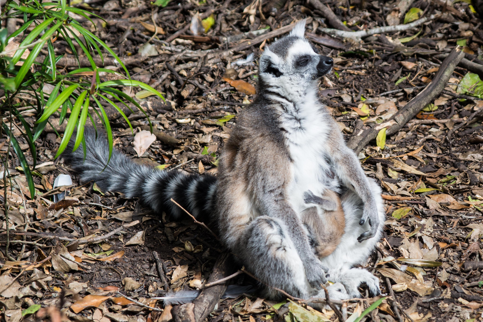 Ringelschwanzlemur beim Sonnenbaden