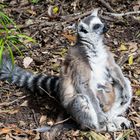 Ringelschwanzlemur beim Sonnenbaden