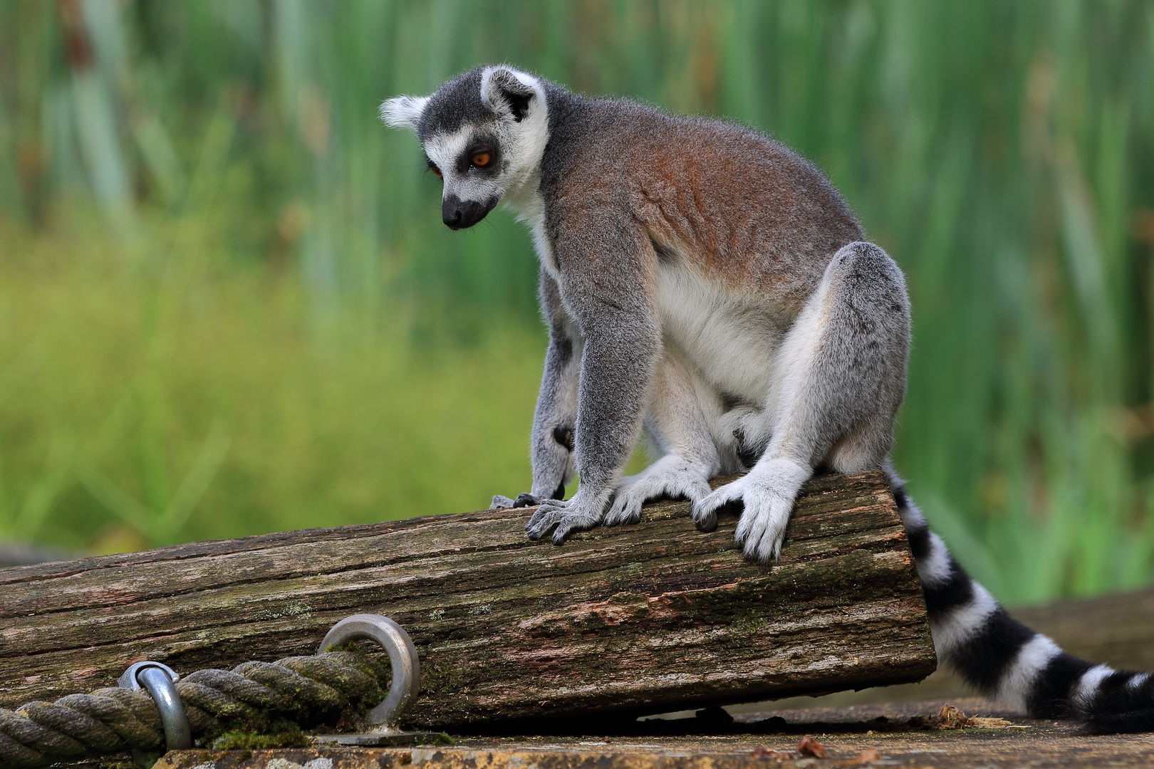 Ringelschwanzlemur bzw. Katta