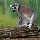 Ringelschwanzlemur bzw. Katta