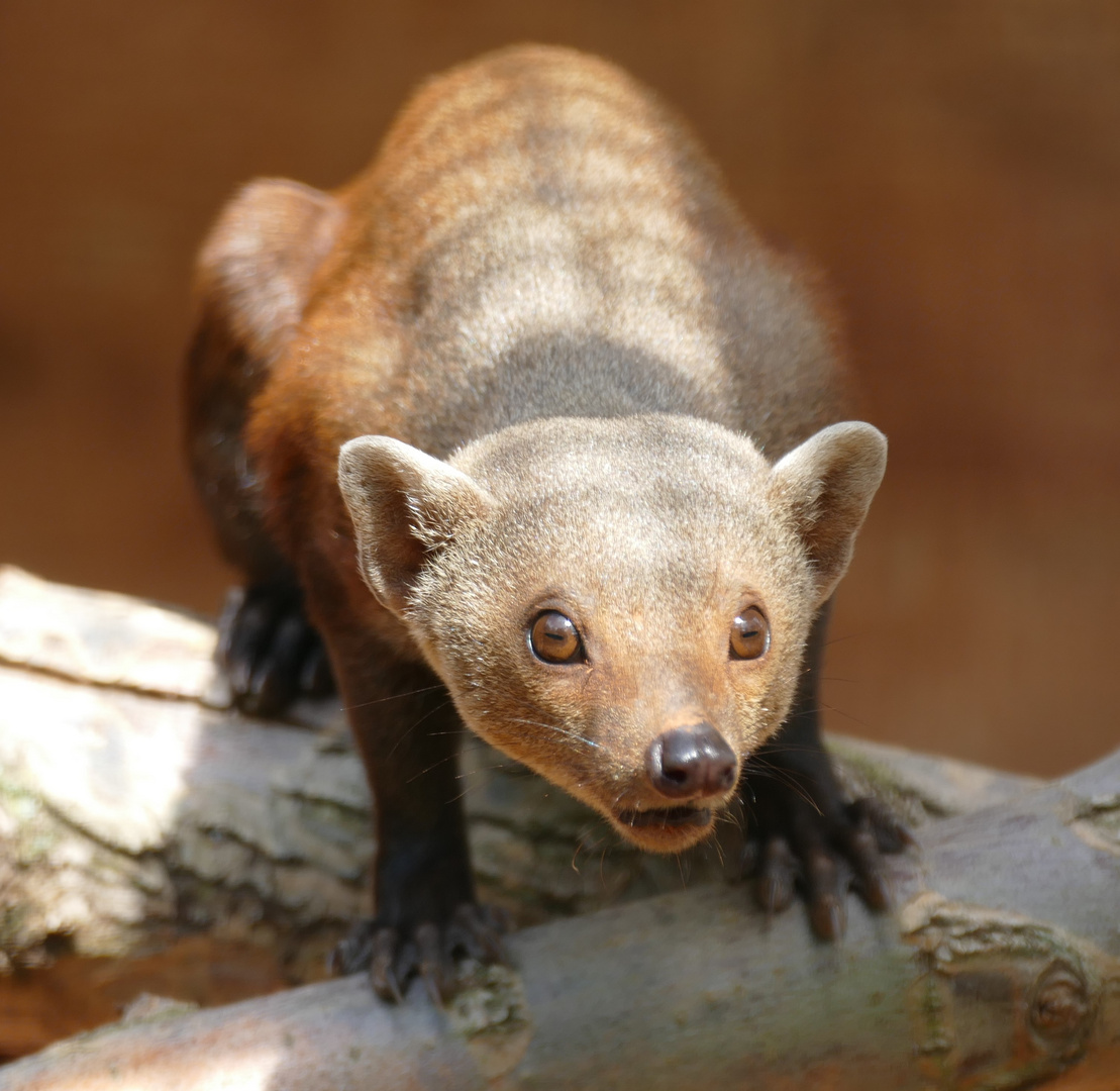 Ringelschwanzmungo im Kölner Zoo