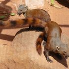 Ringelschwanzmungo mit Jungtier im Kölner Zoo 