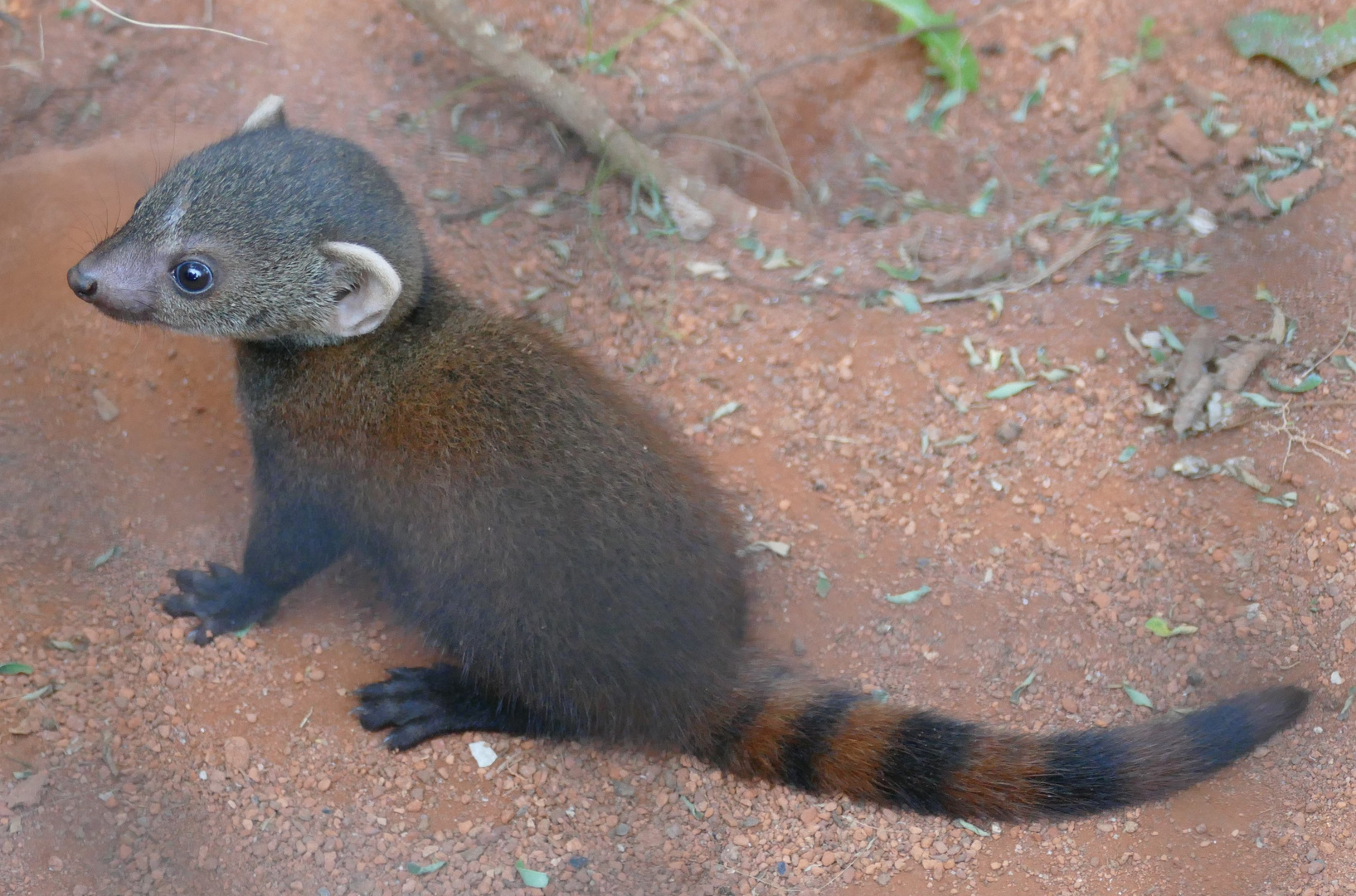 Ringelschwanzmungonachwuchs im Kölner Zoo 