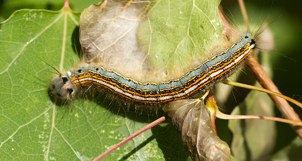 Ringelspinner (Malacosoma neustria)